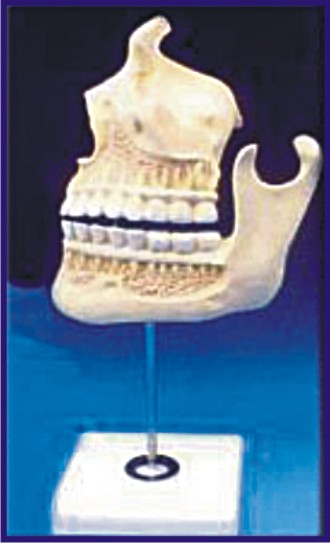 HUMAN UPPER AND LOWER JAW